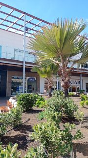 GD-Shopping Las Terrazas Outlet (Telde) 2026-15.jpg